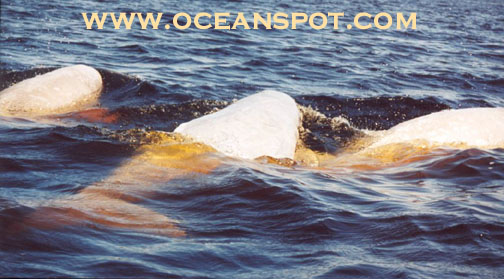 3 belugas.jpg (76426 bytes)