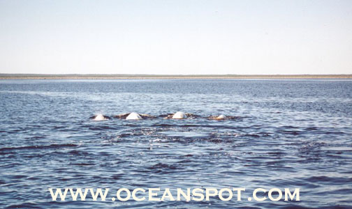 4 belugas.jpg (69885 bytes)