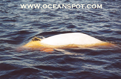 beluga14.jpg (89083 bytes)