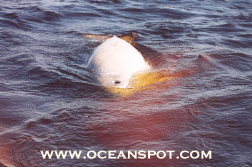 beluga breathing13.jpg (87565 bytes)