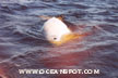 beluga breathing13_thu.jpg (36689 bytes)