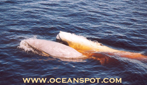 beluga with calf.jpg (76502 bytes)