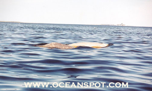 beluga with calf3.jpg (67670 bytes)