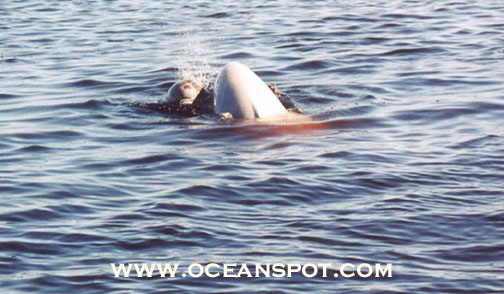 beluga with calf9.jpg (75977 bytes)