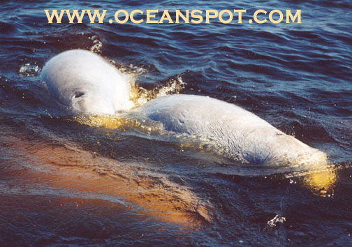 belugas breathing1.jpg (93259 bytes)