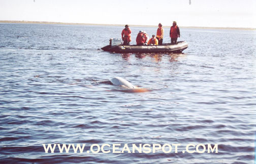 belugas from zodiac11.jpg (79019 bytes)
