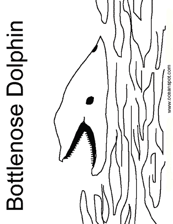 bottlenose dolphin_drawing.gif (44176 bytes)