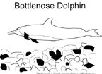 dolphin_7_outlines_thu.gif (4299 bytes)
