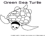 green_sea_turtle_thu2.gif (3494 bytes)