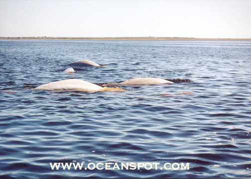 multiple belugas8.jpg (85342 bytes)
