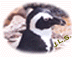 penguin_thu1.gif (4267 bytes)