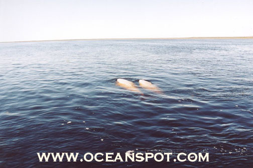 two belugas in distance15.jpg (74383 bytes)
