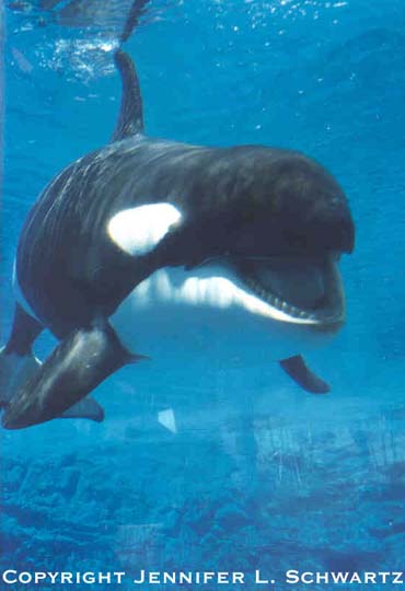 Orca_1.jpg (29187 bytes)