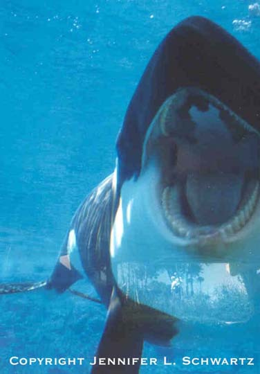 Orca_2.jpg (27699 bytes)