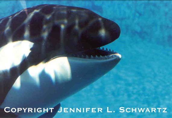 orca.jpg (30507 bytes)