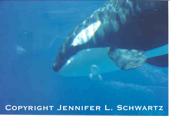 orca2.jpg (25372 bytes)