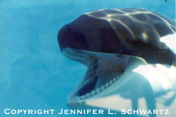 orca3.jpg (25829 bytes)
