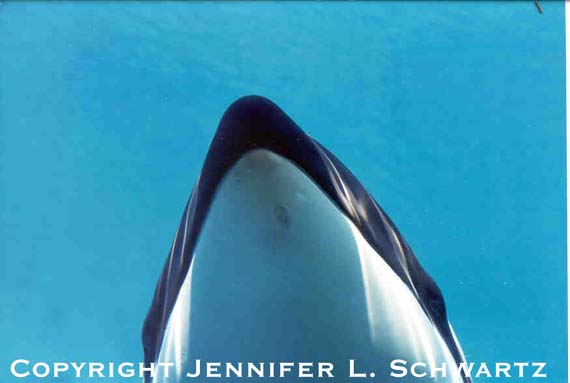orca4.jpg (25619 bytes)