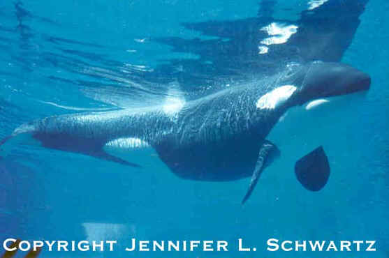 orca5.jpg (33674 bytes)