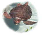 Turtle.gif (11530 bytes)